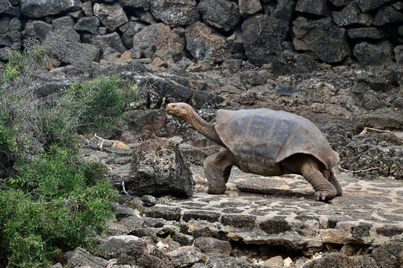 Turtle on the run - seeking